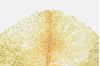 image of Nuphar luteum