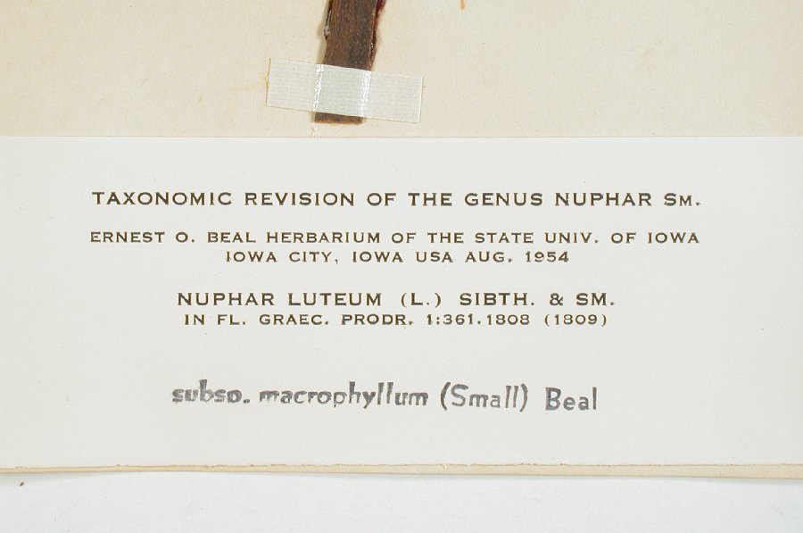 Nymphaeaceae Nuphar luteum