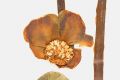image of Nuphar luteum