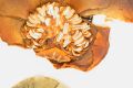 image of Nuphar luteum