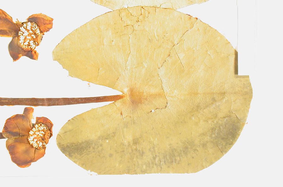 Nymphaeaceae Nuphar luteum