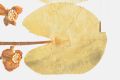 image of Nuphar luteum
