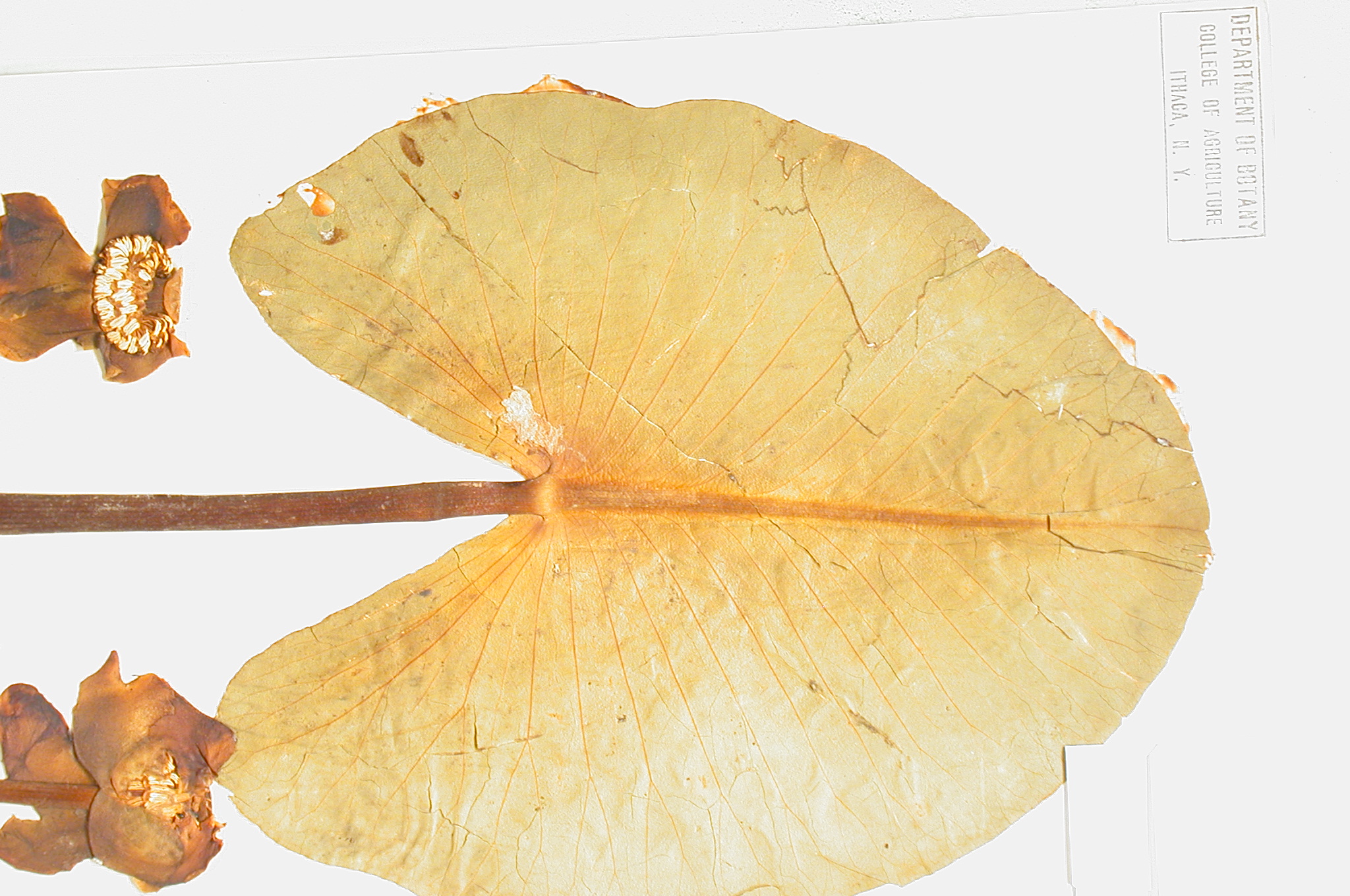 Nymphaeaceae Nuphar luteum