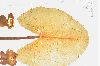 image of Nuphar luteum