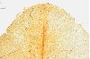 image of Nuphar luteum