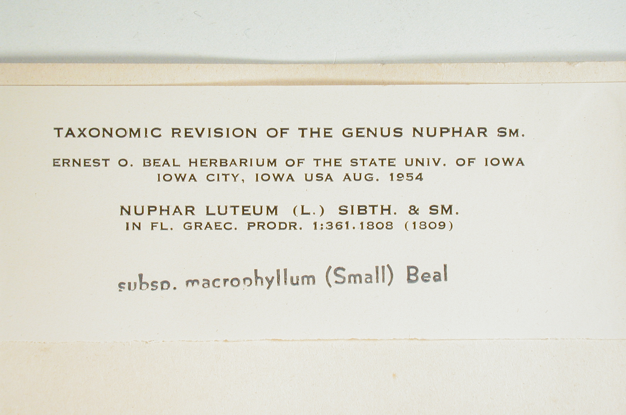 Nymphaeaceae Nuphar luteum