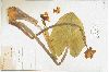 image of Nuphar luteum