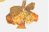 image of Nuphar luteum