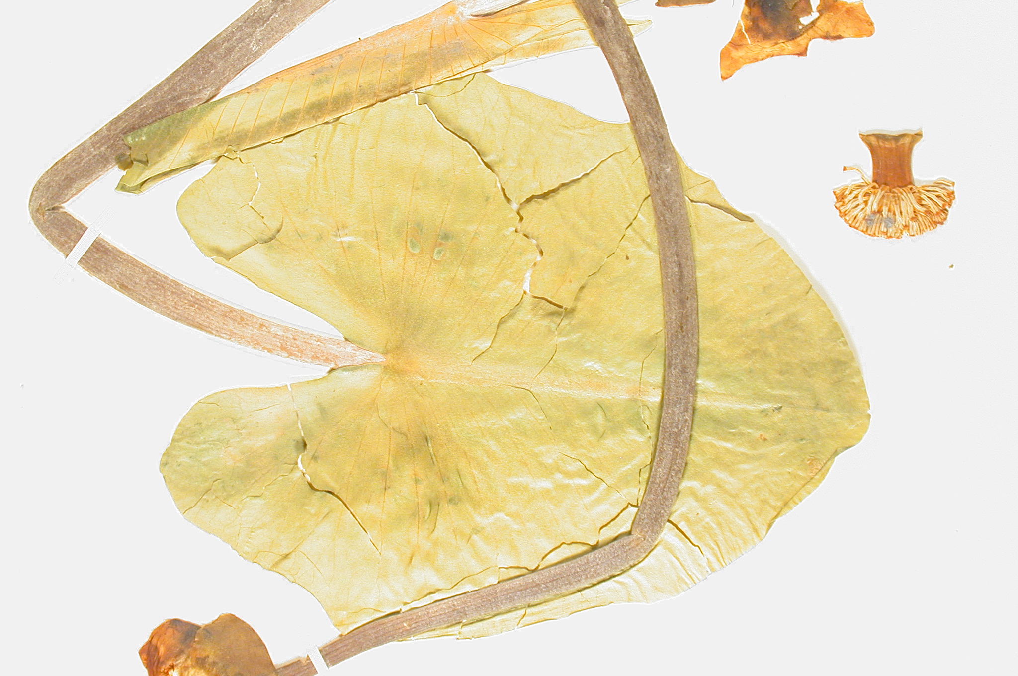 Nymphaeaceae Nuphar luteum