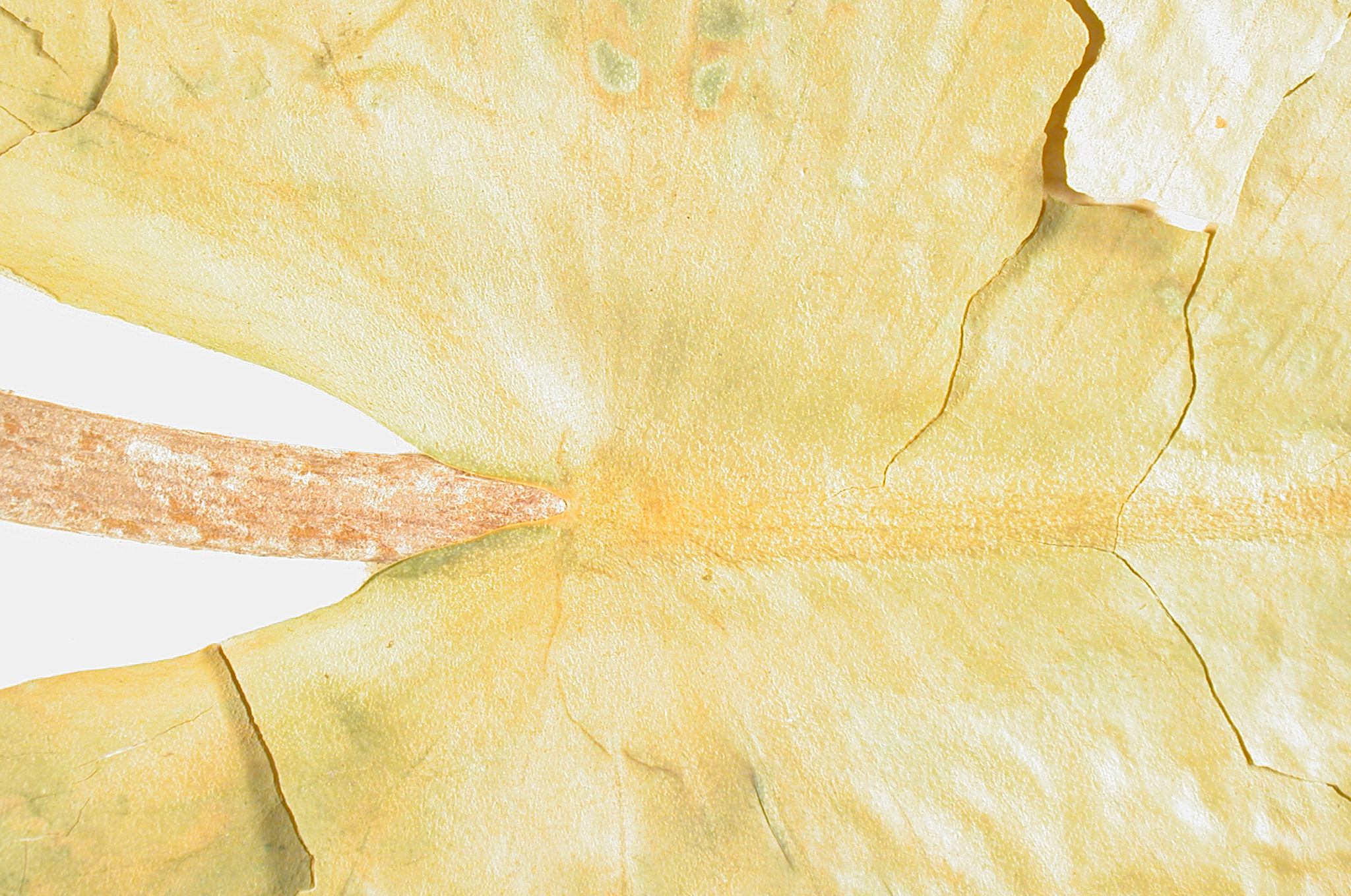 Nymphaeaceae Nuphar luteum