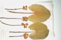 image of Nuphar luteum