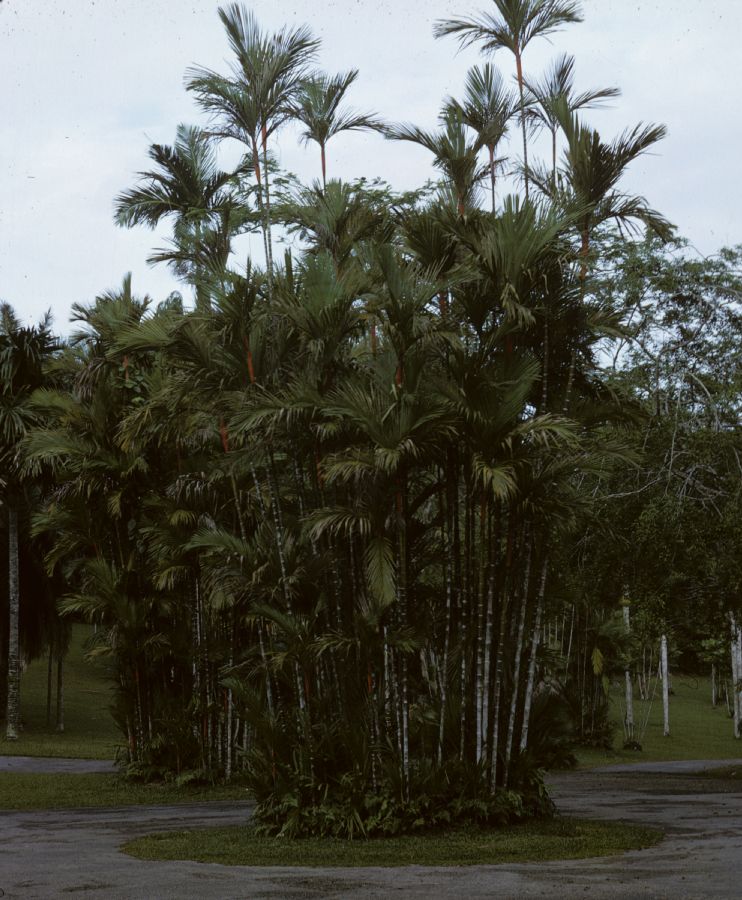 Arecaceae Cyrtostachys lakka