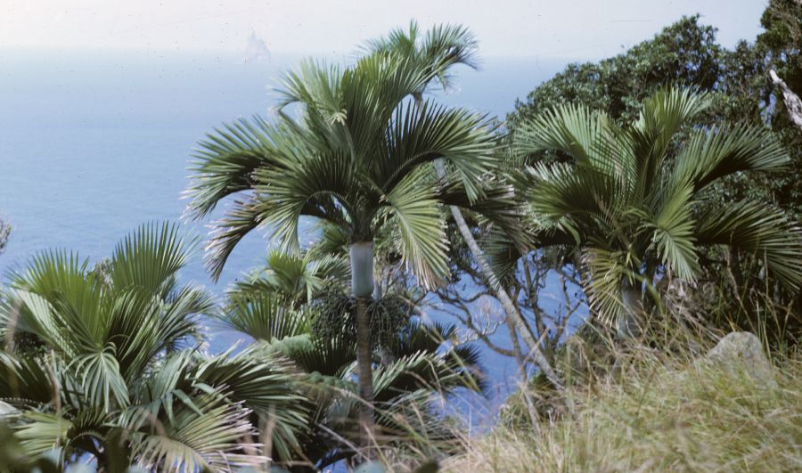 Arecaceae Hedyscepe canterburyana