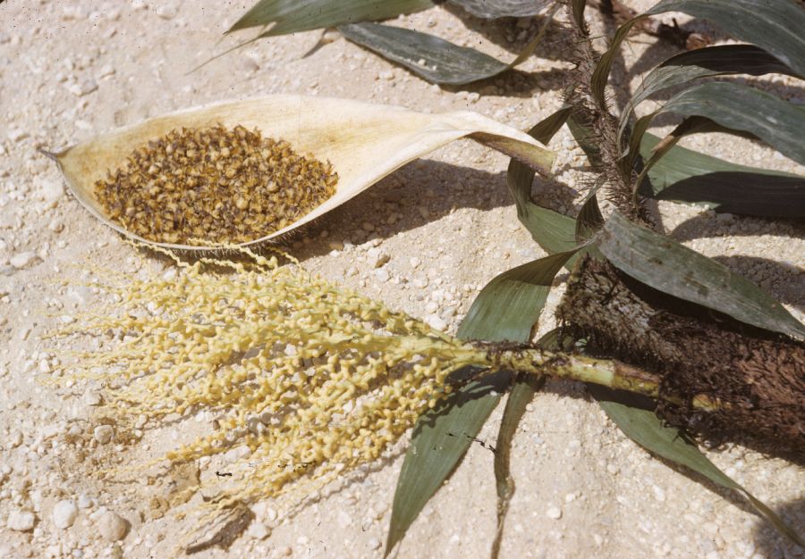 Arecaceae Desmoncus 