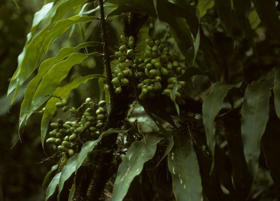 Arecaceae Desmoncus 