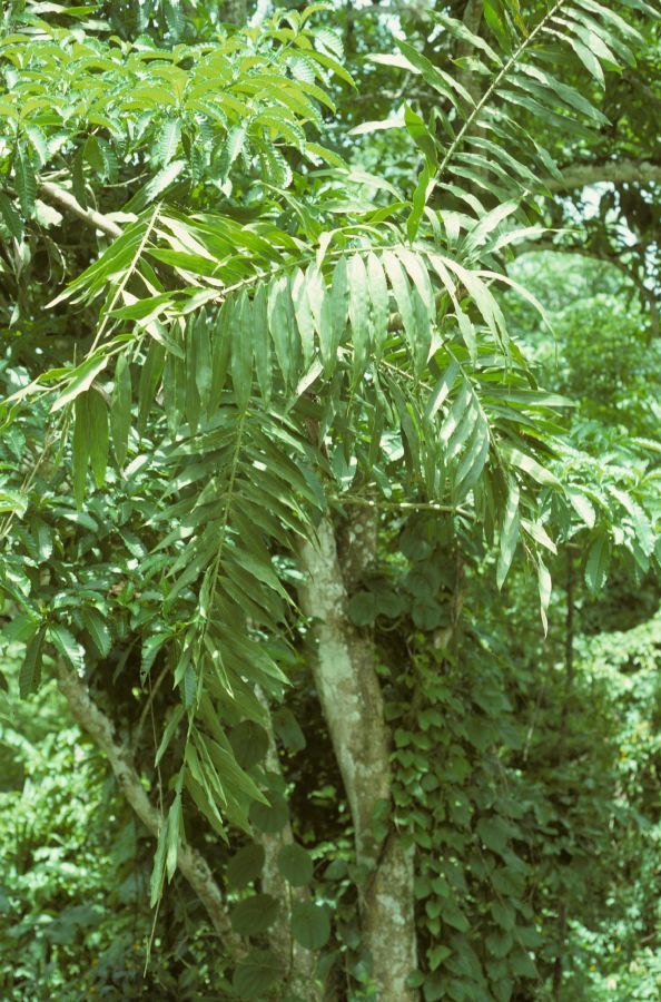 Arecaceae Desmoncus 