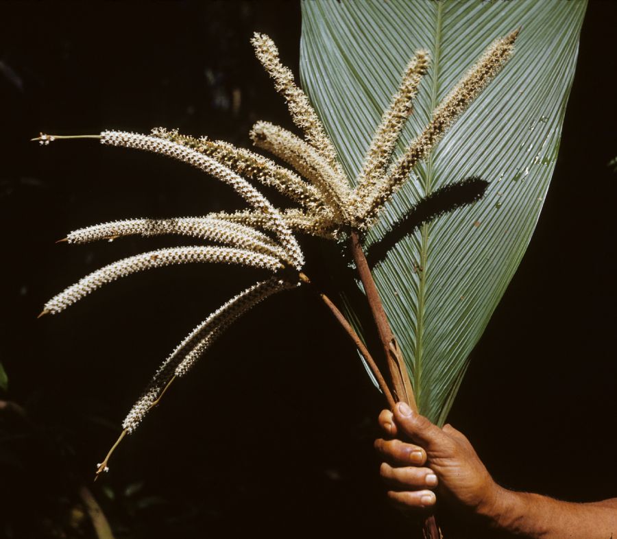 Arecaceae Asterogyne martiana