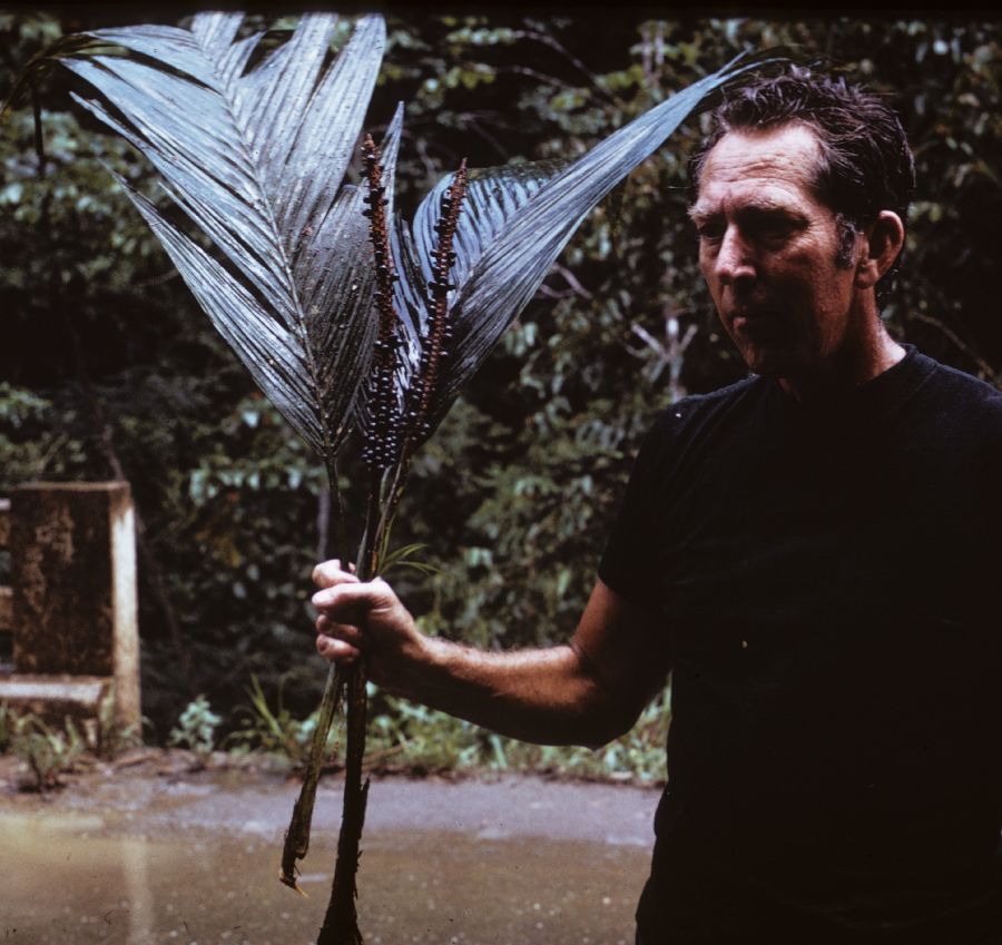 Arecaceae Asterogyne spicata