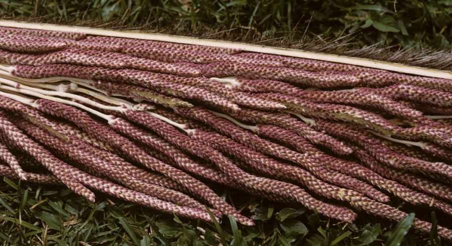 Arecaceae Astrocaryum chambira