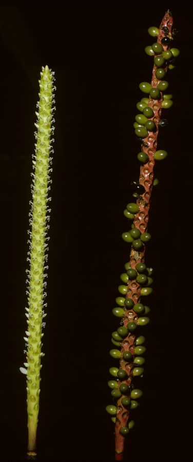 Arecaceae Calyptrogyne sarapiquensis