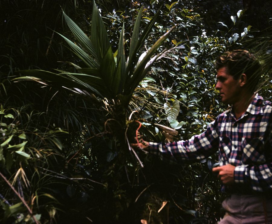 Arecaceae Geonoma 