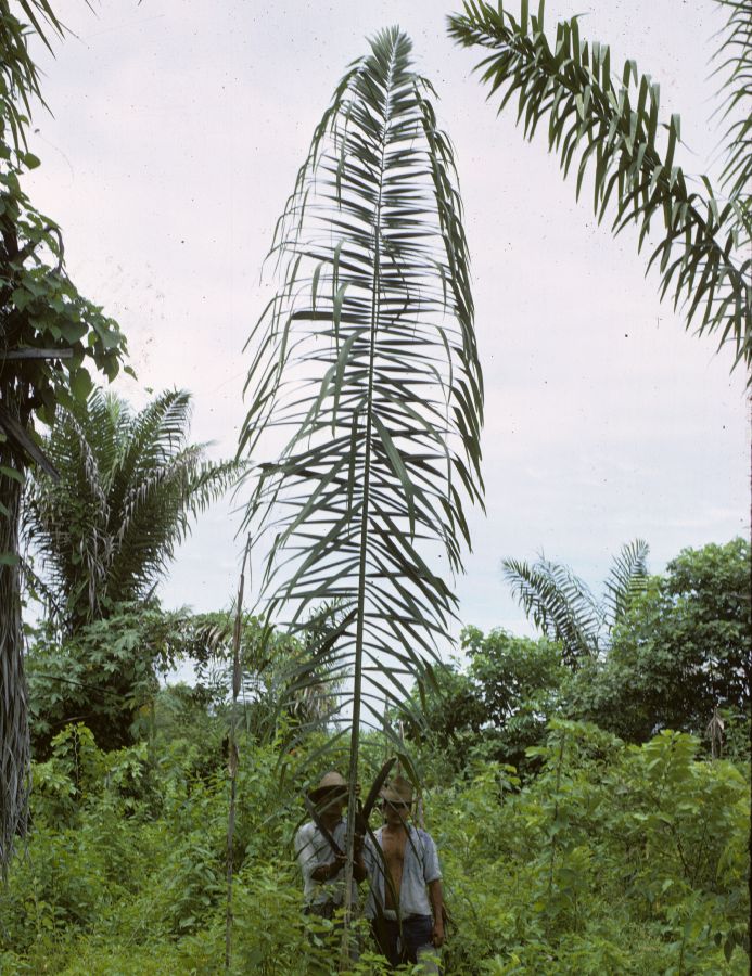 Arecaceae Palandra 