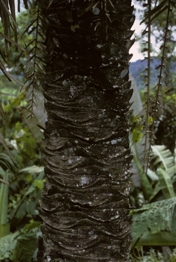 Arecaceae Palandra 