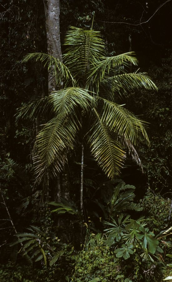 Arecaceae Pholidostachys synanthera