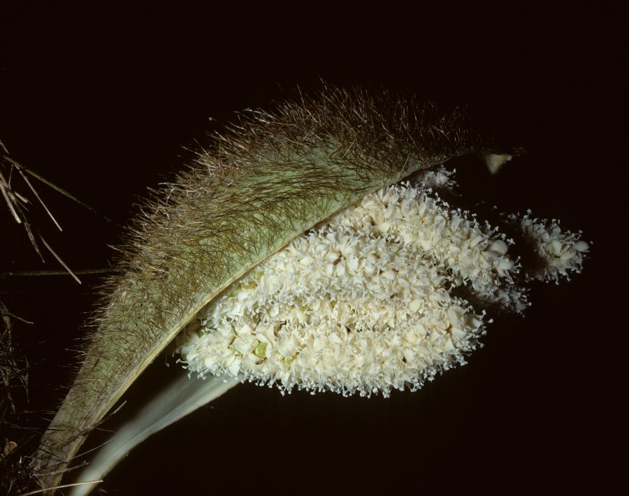 Arecaceae Bactris wendlandiana