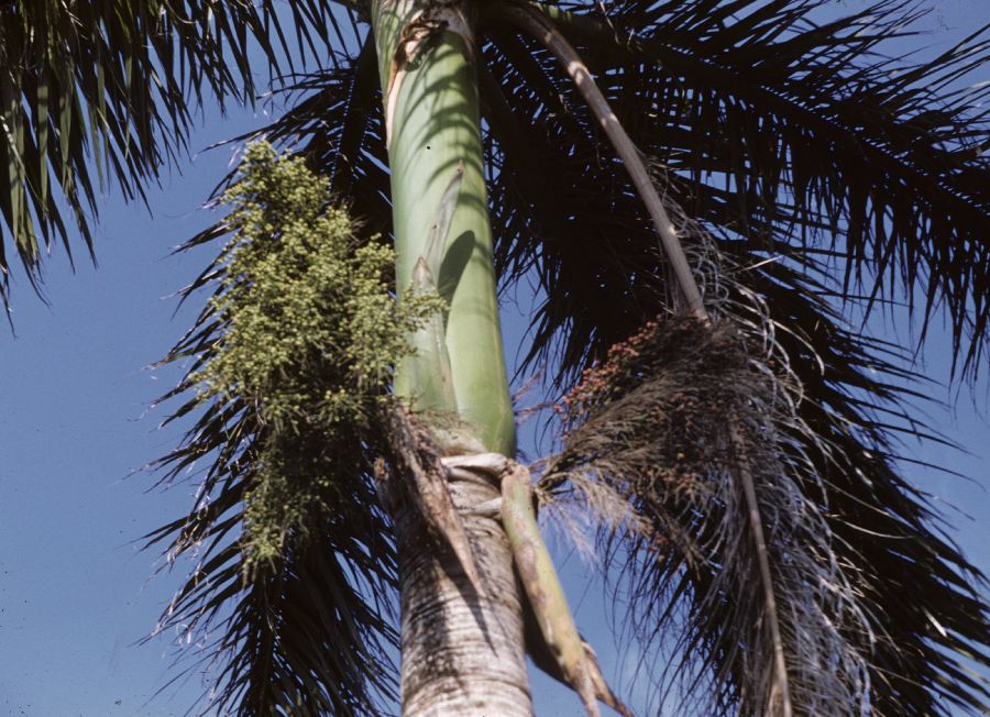 Arecaceae Roystonea 