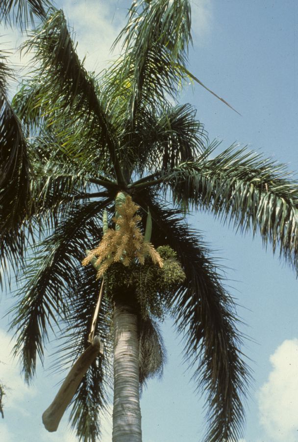 Arecaceae Roystonea borinquena
