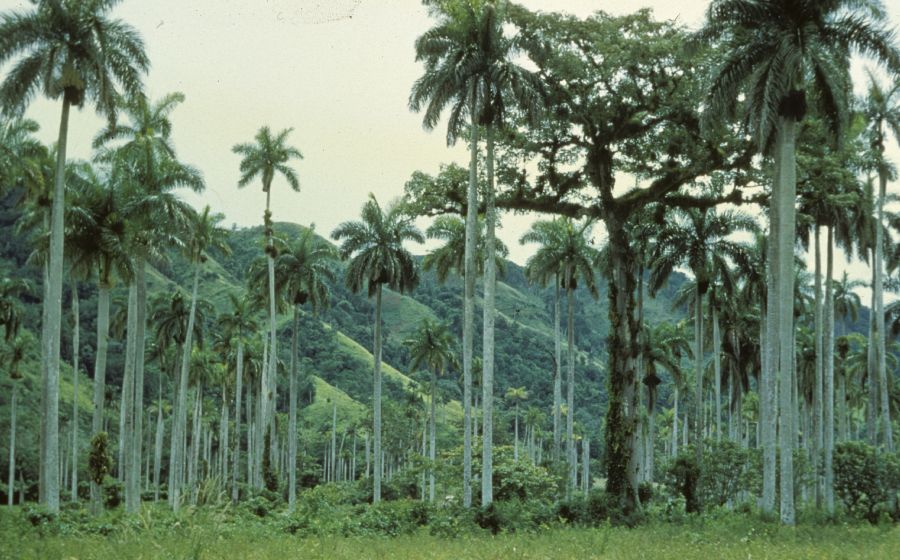 Arecaceae Roystonea regia