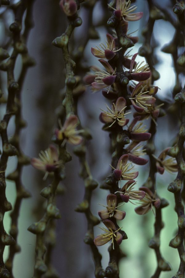 Arecaceae Arenga 