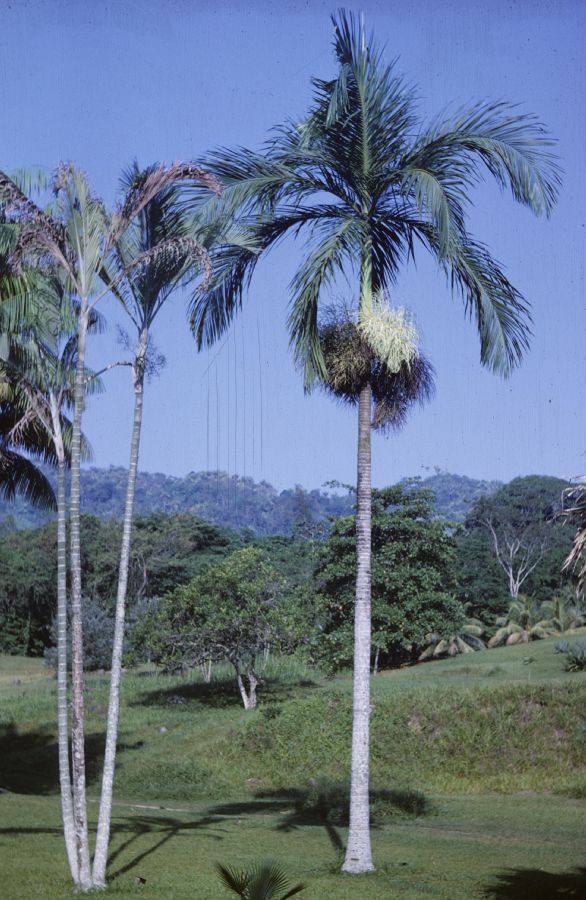 Arecaceae Bentinckia nicobarica
