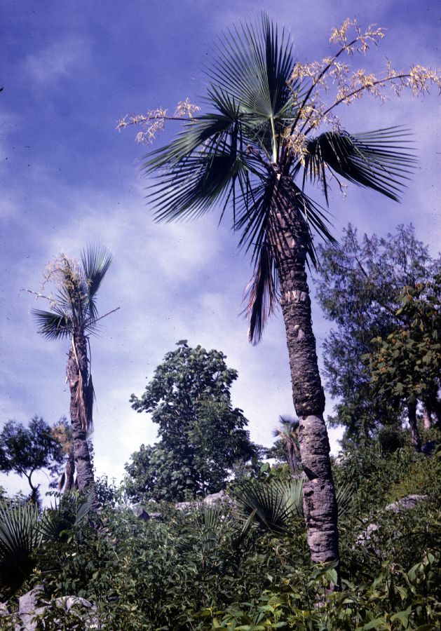Arecaceae Brahea dulcis
