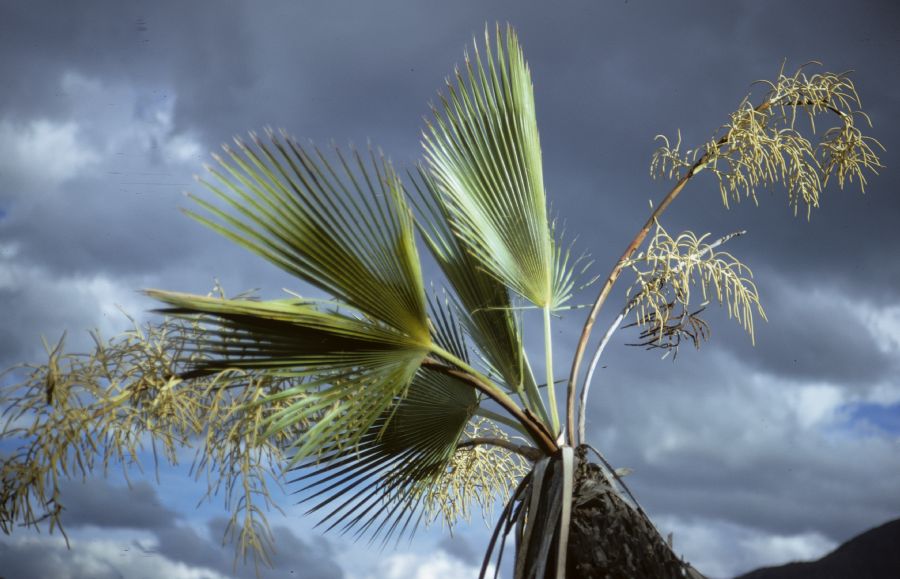 Arecaceae Brahea dulcis
