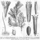 image of Malesherbia hieronymi