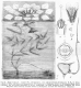 image of Trapa natans