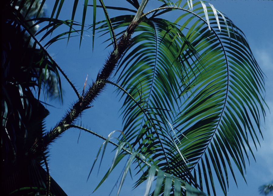 Arecaceae Calamus siphonospathus
