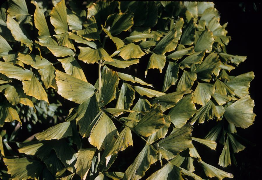 Arecaceae Caryota urens