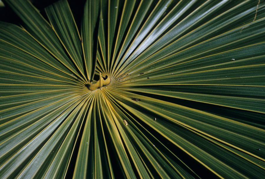 Arecaceae Coccothrinax 