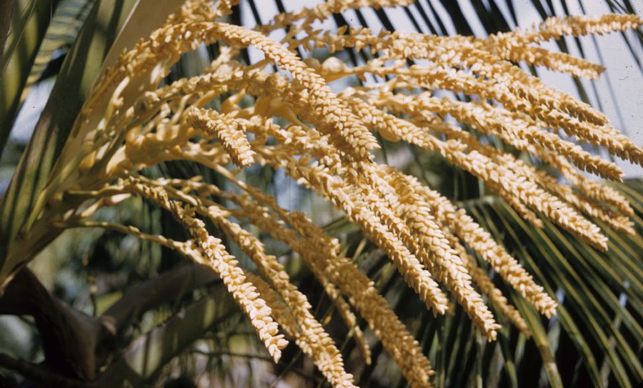 Arecaceae Cocos nucifera