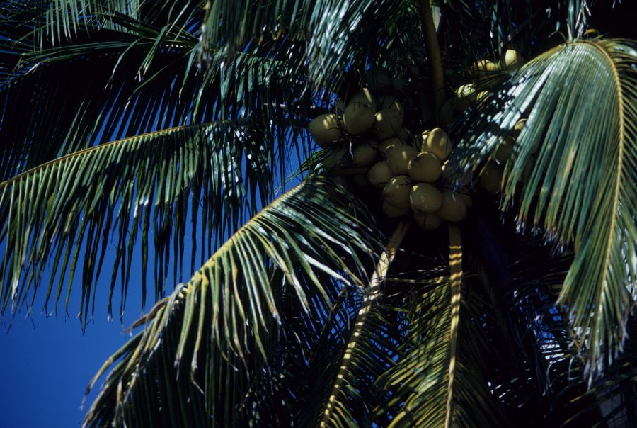 Arecaceae Cocos nucifera