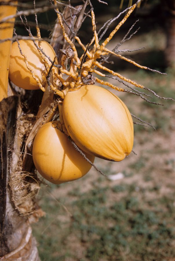 Arecaceae Cocos nucifera
