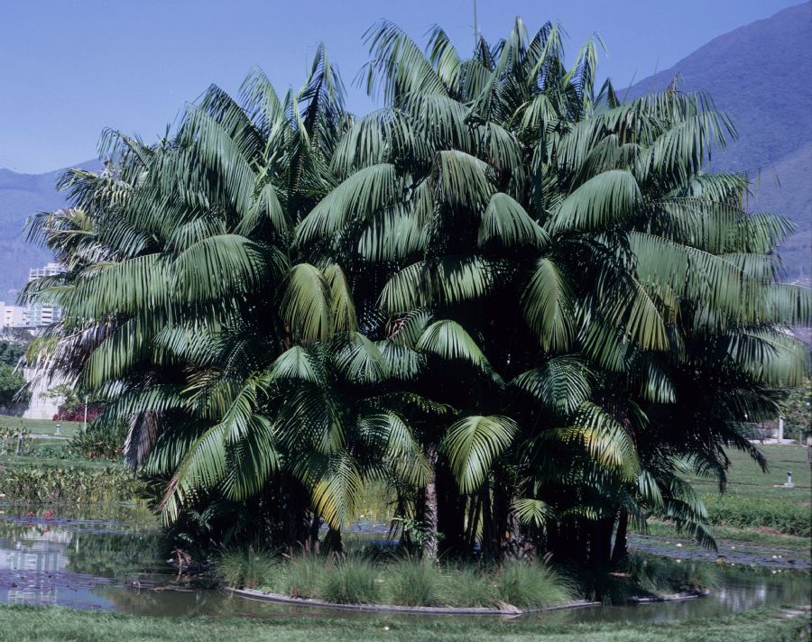 Arecaceae Euterpe 