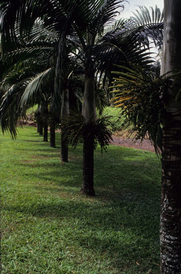Arecaceae Hyophorbe lagenicaulis