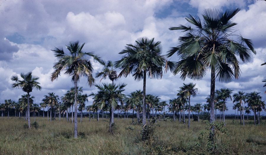 Arecaceae Copernicia tectorum