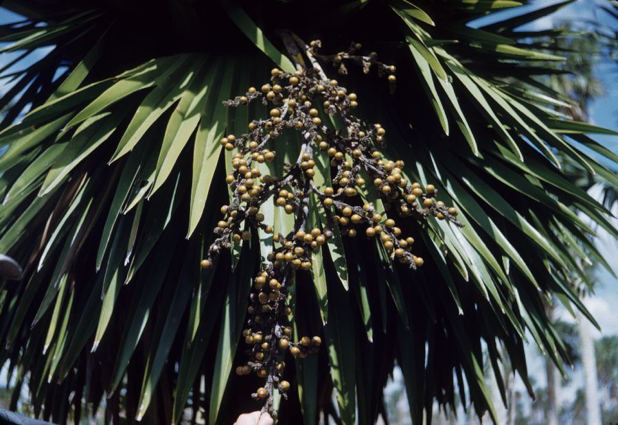 Arecaceae Copernicia tectorum