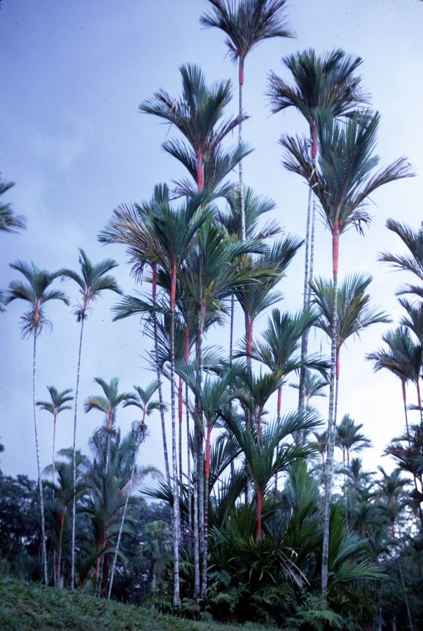 Arecaceae Cyrtostachys lakka