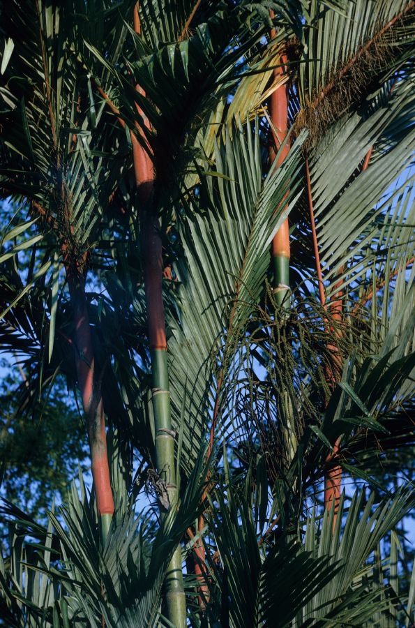Arecaceae Cyrtostachys renda
